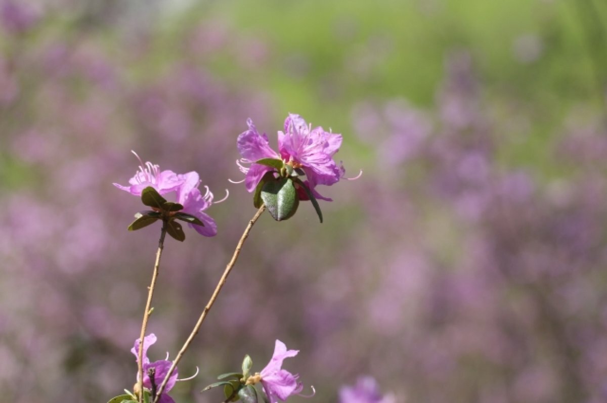    На Телецком озере «пробудился» маральник