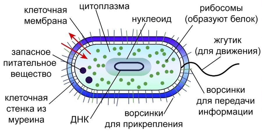 Деление цитоплазмы. Схема строения бактериальной клетки микробиология. Обобщенная схема строения бактериальной клетки. Схема строенияактериальной клетки. Строение бактериальной клетки рисунок.