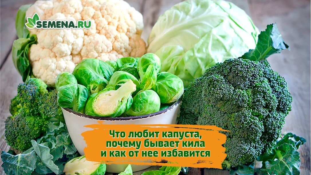 Капуста – белокочанная, краснокочанная, цветная требует определенных условий выращивания. ЧТО ЛЮБИТ КАПУСТА Во-первых, плодородную, богатую органикой, легкую, рыхлую почву с нейтральной реакцией среды.