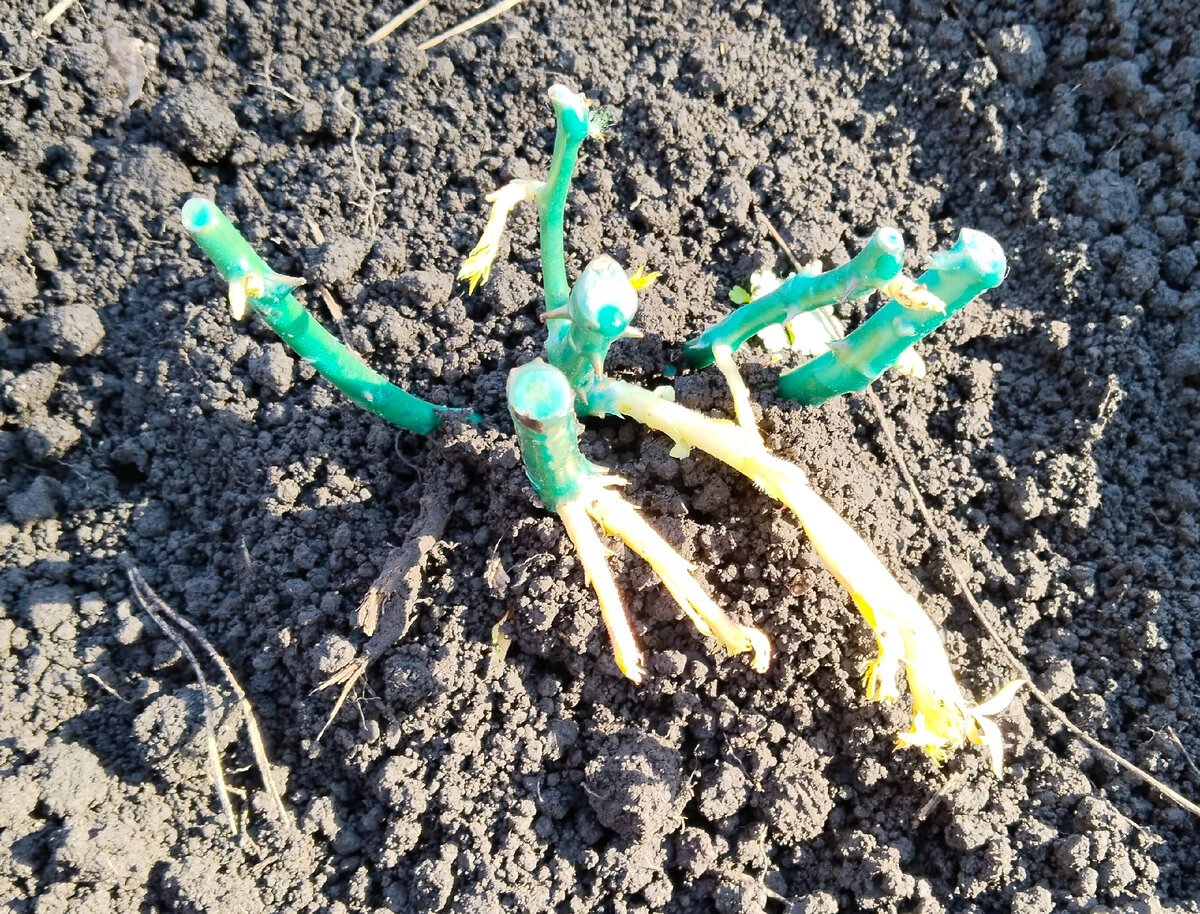 Вот так выглядели примерно все три. 