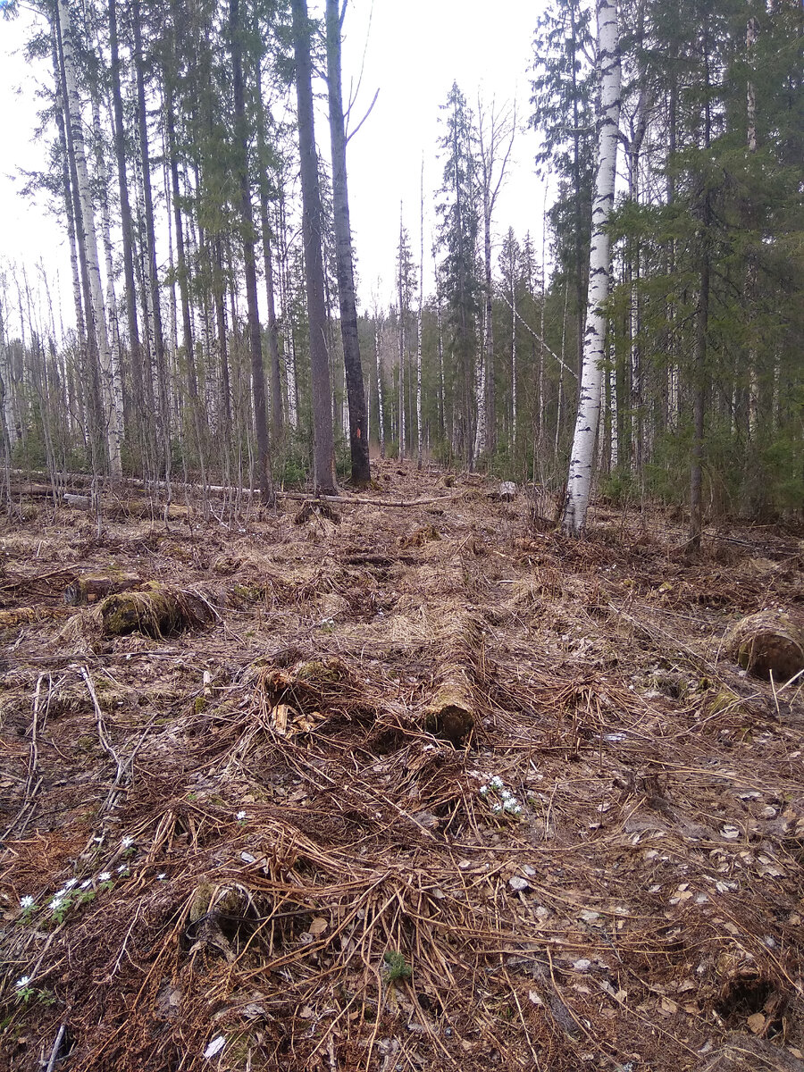 Максимально возможный бурелом на тропе