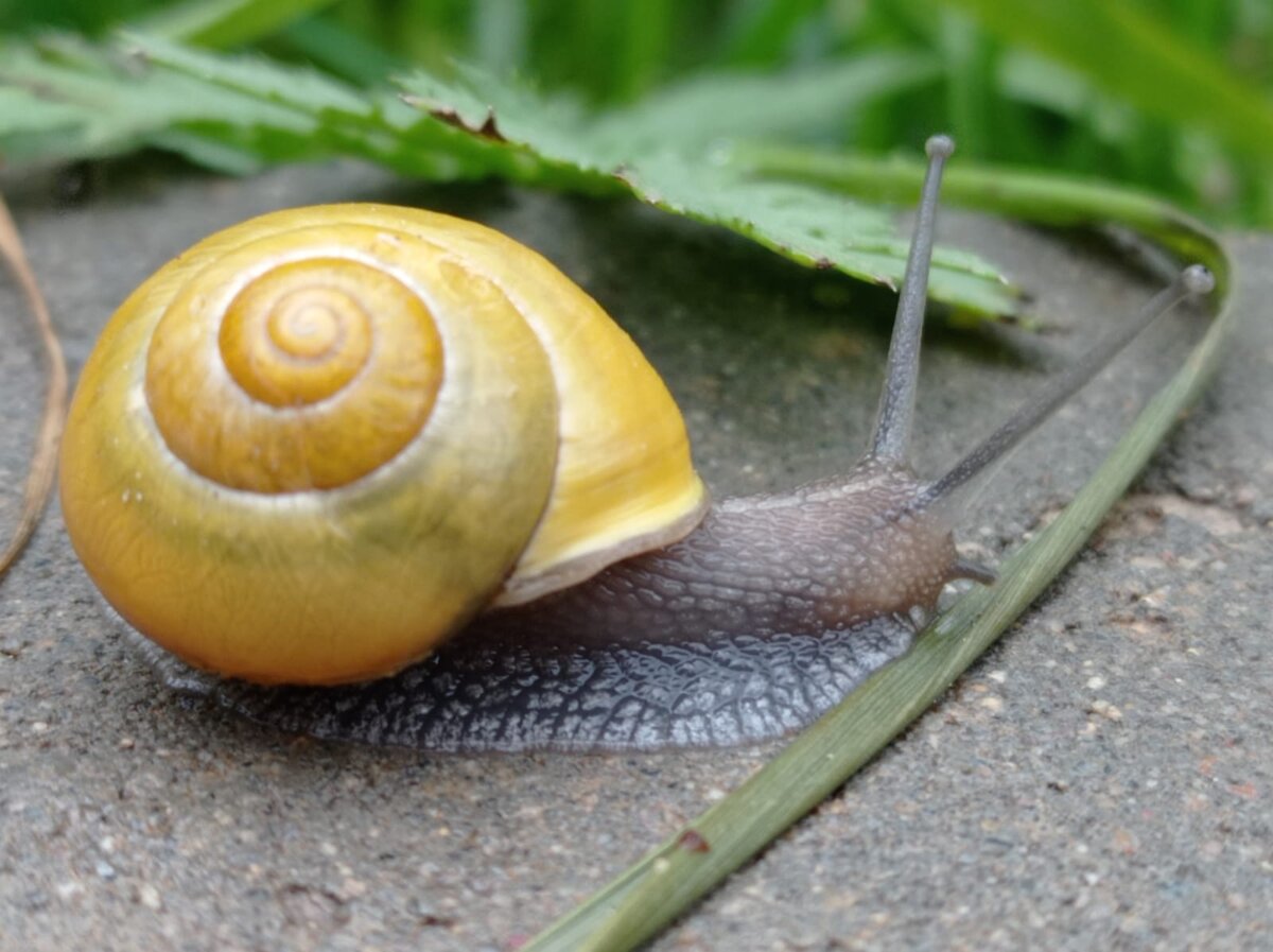 Улитки с улицы Толбухина...