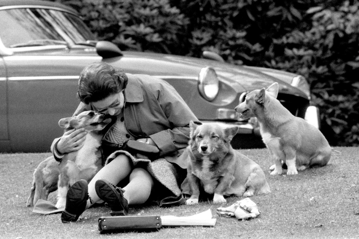     7 любимых пород собак британской королевской семьи