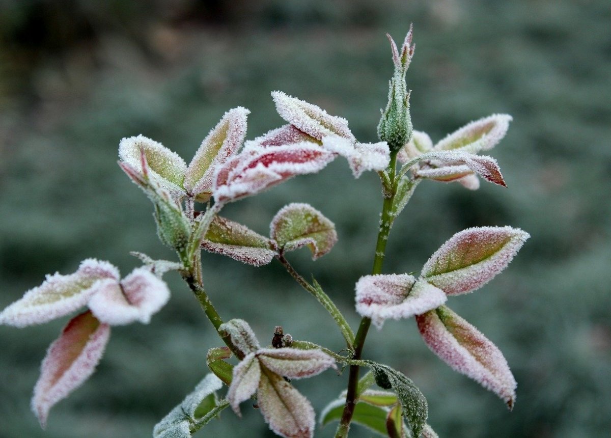    Циклон принесет в Псковскую область непогоду