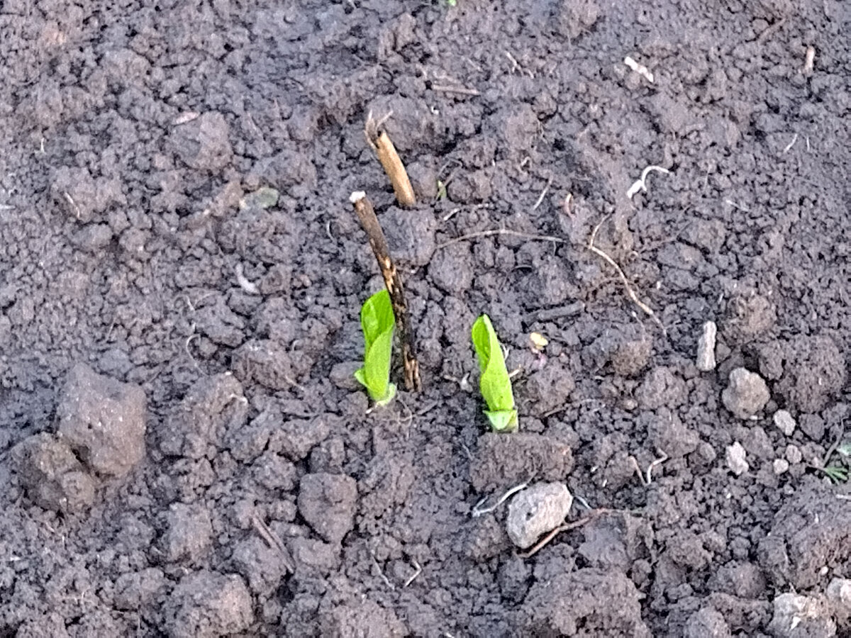 Хоста другая