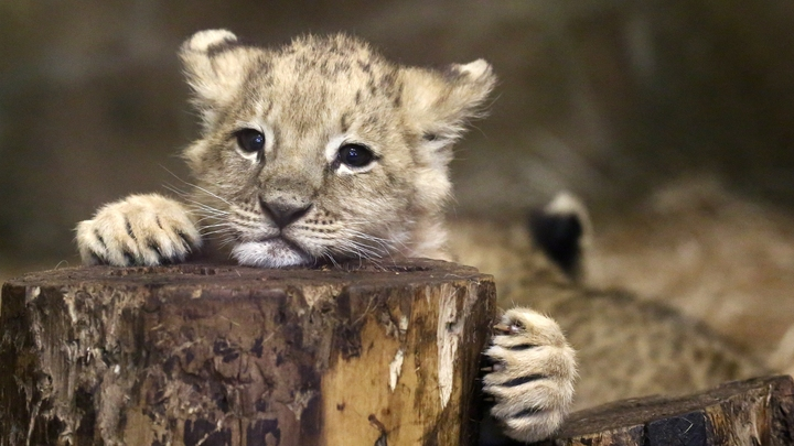 PHOTOAGENCY INTERPRESS/GLOBAL LOOK PRESS 