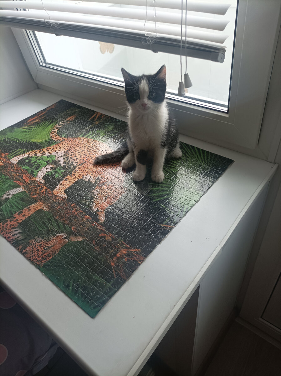 Котенок Бося, она же Буся (фотография из личного архива)