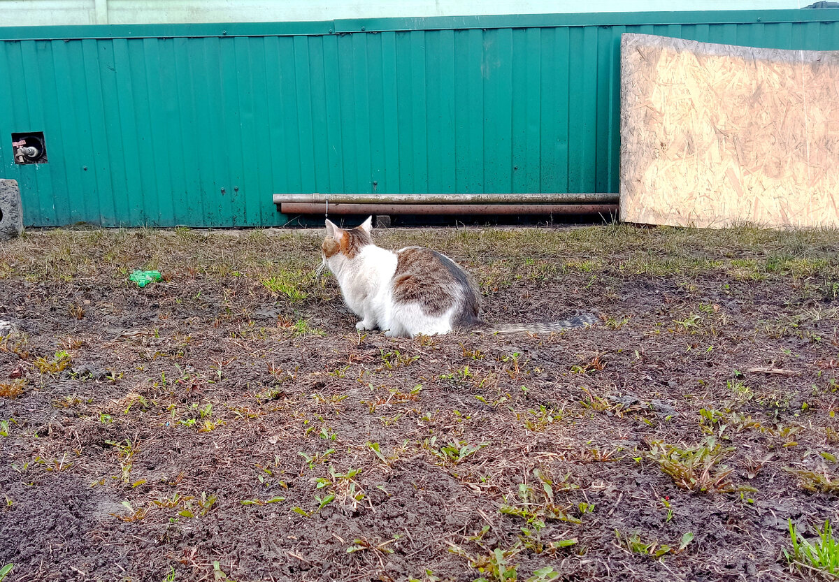 -Не смотри на меня, Ксень. Бесишь. (Ц) Кот Артём