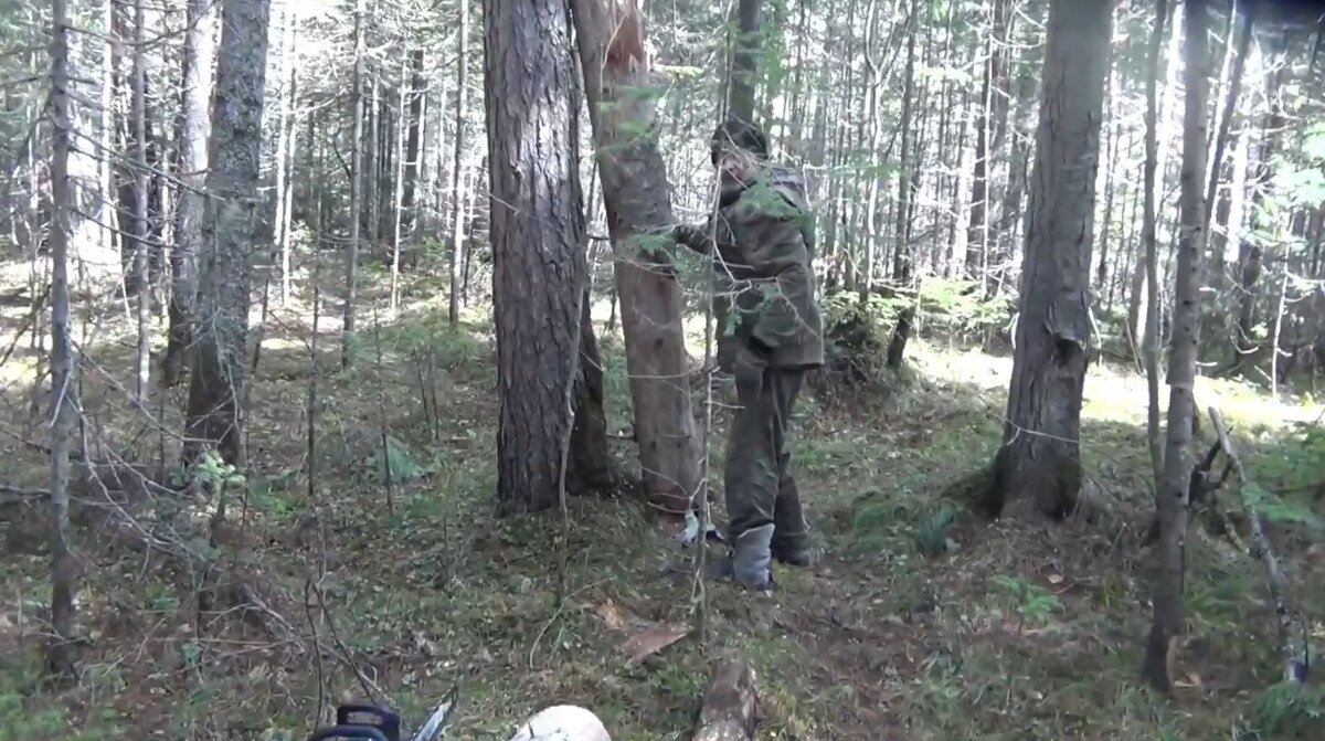 Федорович примеряется нести одному бревно или вдвоем либо кантовать смотрите на видео в конце статьи