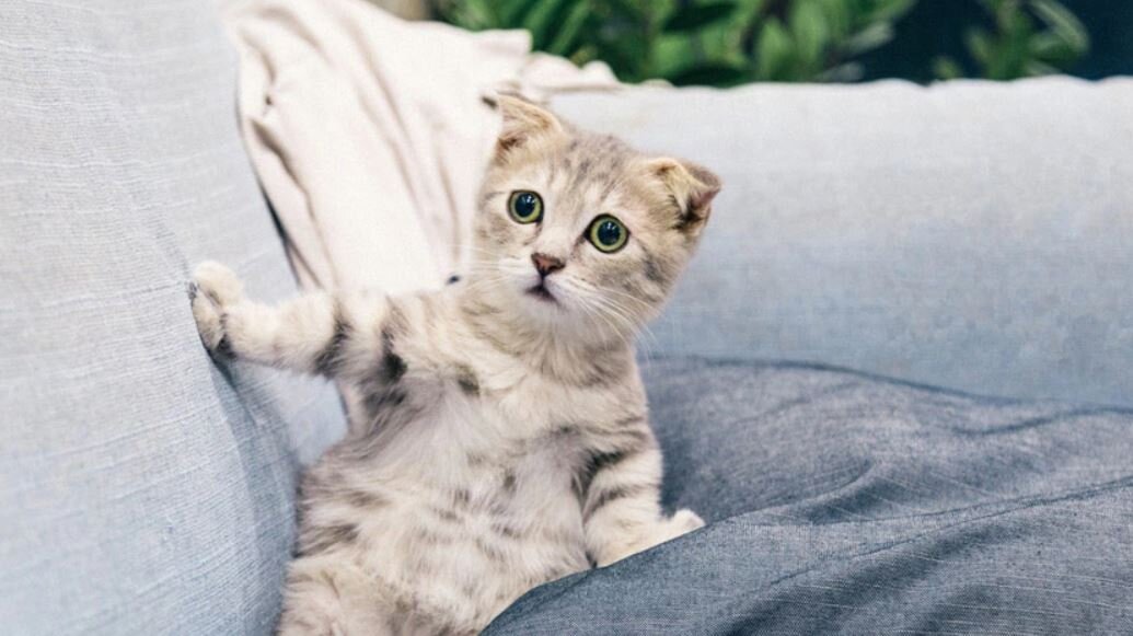 Котик тоже волнуется