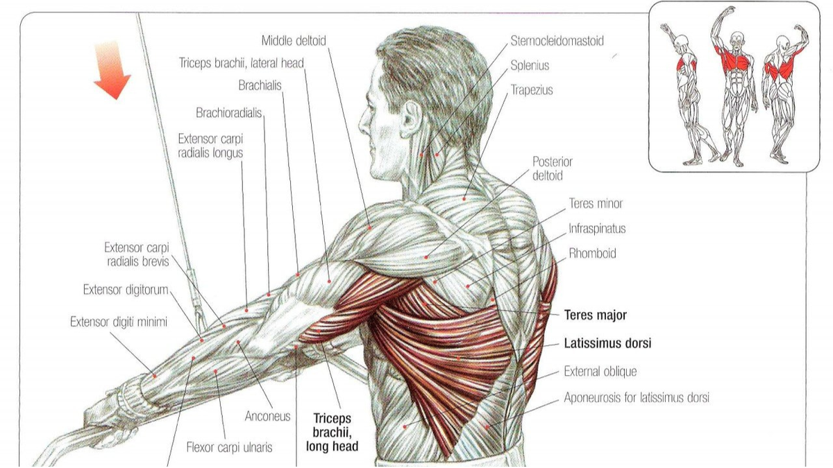 Тренировка на верх. Пуловер с верхнего блока в кроссовере. Тяги верхнего блока прямыми руками. Тяга прямыми руками верхнего блока кпереди. Пуловер на Верхнем блоке стоя.