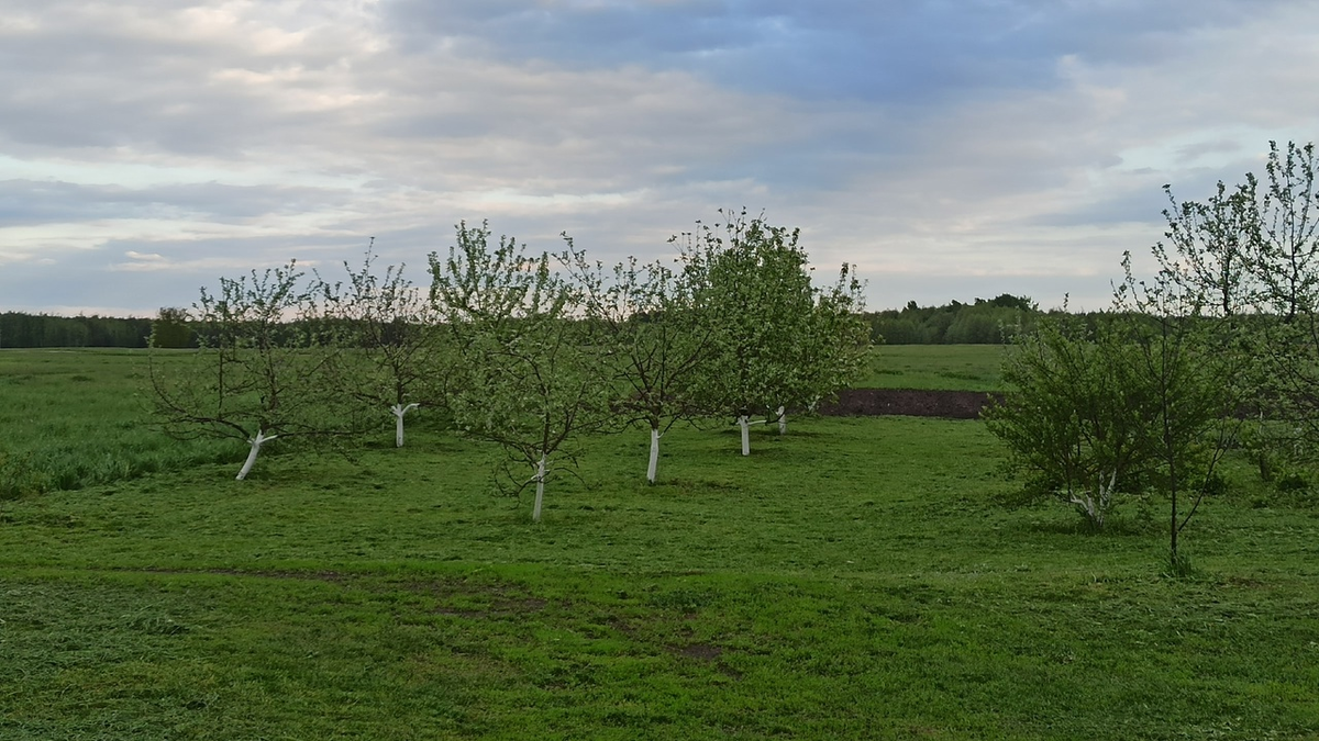 Наш сад в этом году.