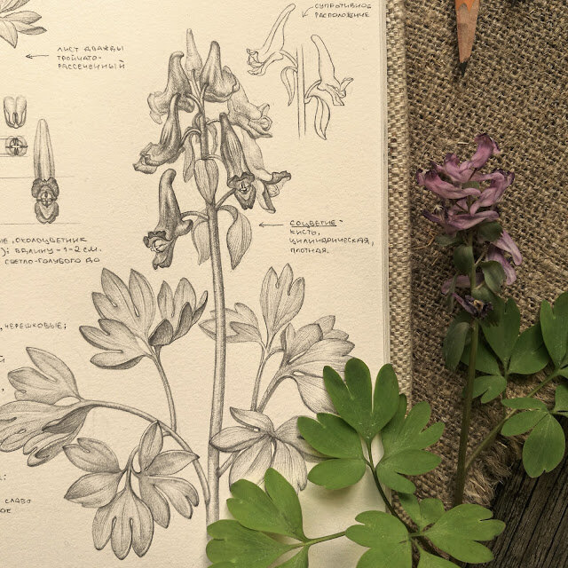 хохлатка плотная, ботанический рисунок