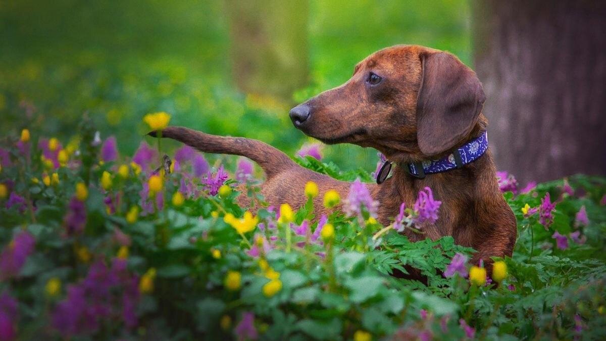    Такса рыжего цвета на лужайке с фиолетовыми и желтыми цветами:Pixabay