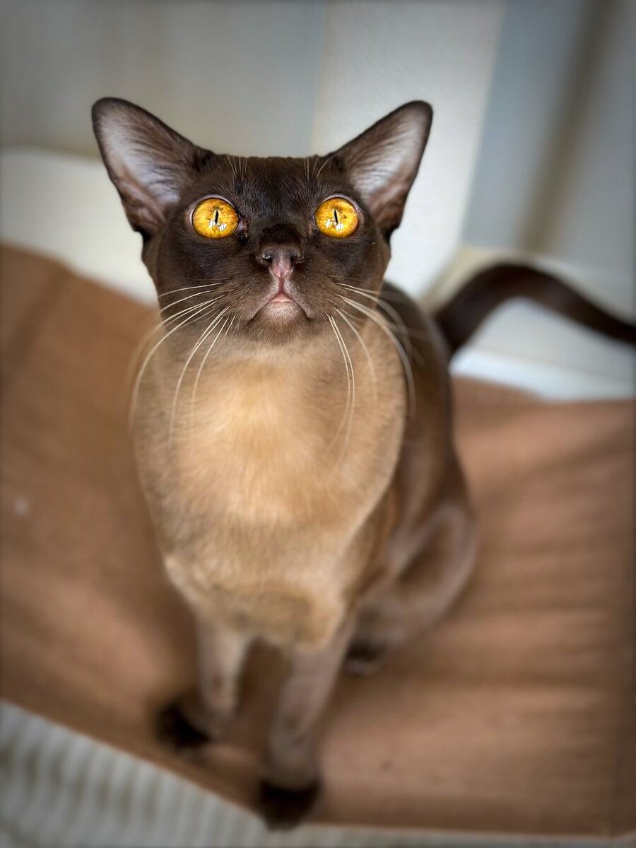 Kit Jasper*RU, бурманский кот шоколадного окраса, питомник Jasper Burmese 