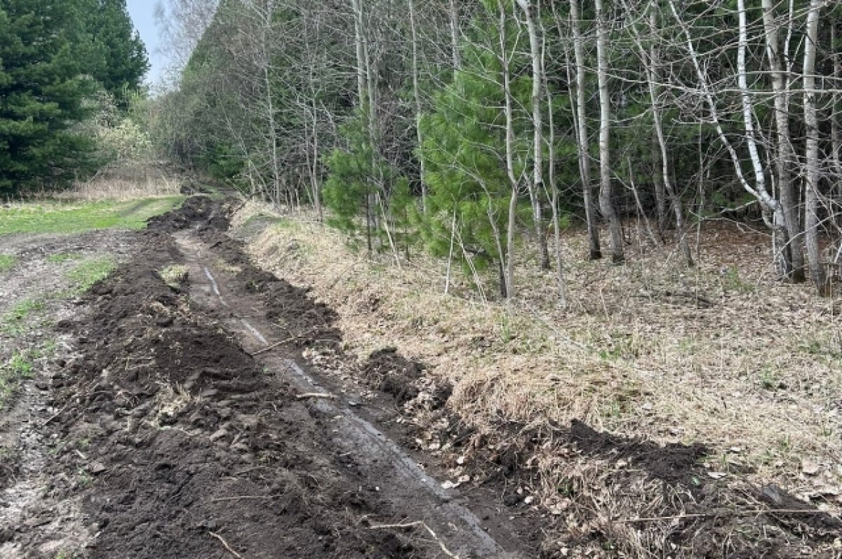    В Томской области стартовала противопожарная опашка кедровников