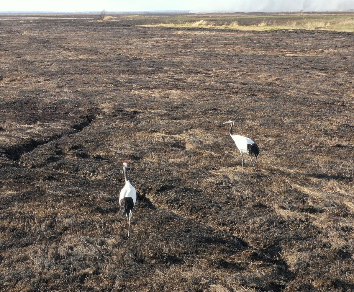     Фото: Антон Сасин//t.me/amur_birds Снежинка и Подснежник бродят возле места своего гнезда