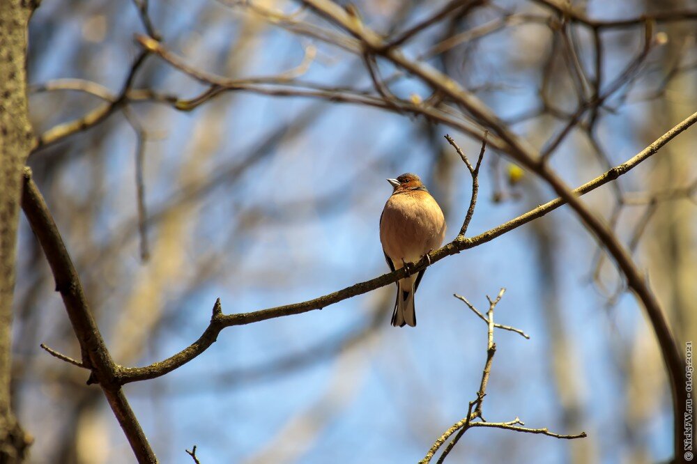 2. Зяблик из Парка Победы © NickFW.ru — 01.05.2021г.