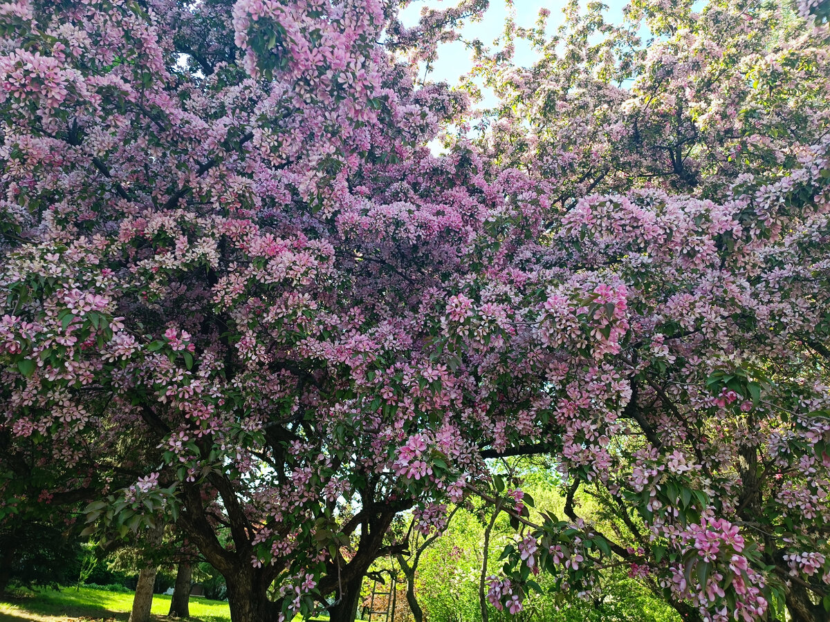 ЦМТ, Фото автора