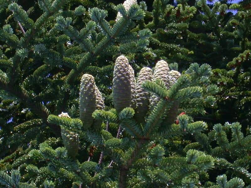 Пихта белая это покрытосеменные. Пихта Abies Alba pyramidalis.