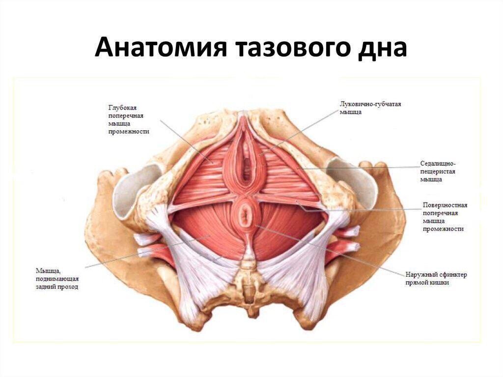 Тазовое дно- это группа мышц, простирающихся от копчика женщины (сзади) до лобковой кости (спереди), которые служат физической опорой для местных органов.-2