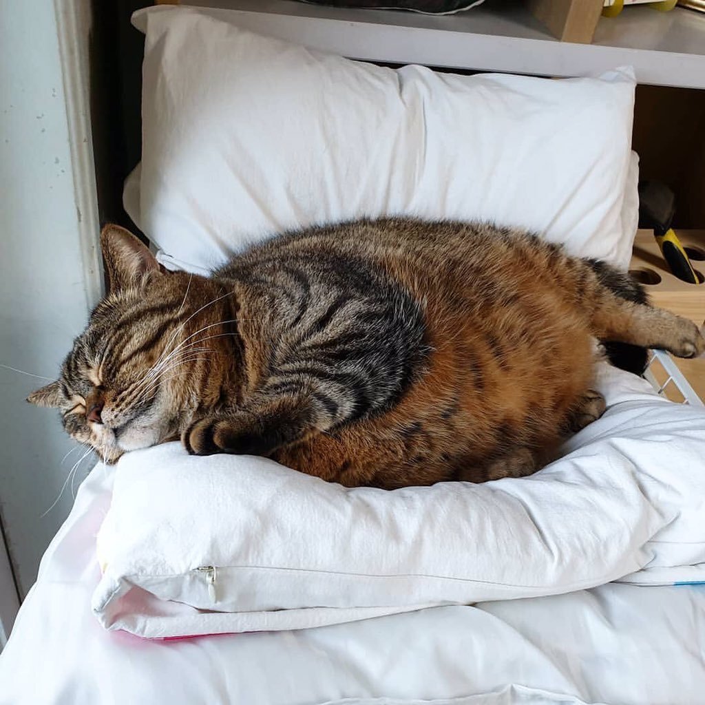 Сонный толстый кот
