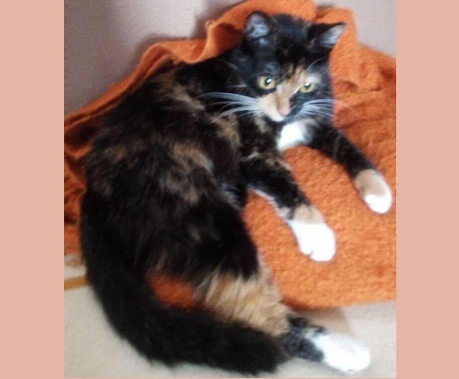 Вот тая красатуля моя кошка!