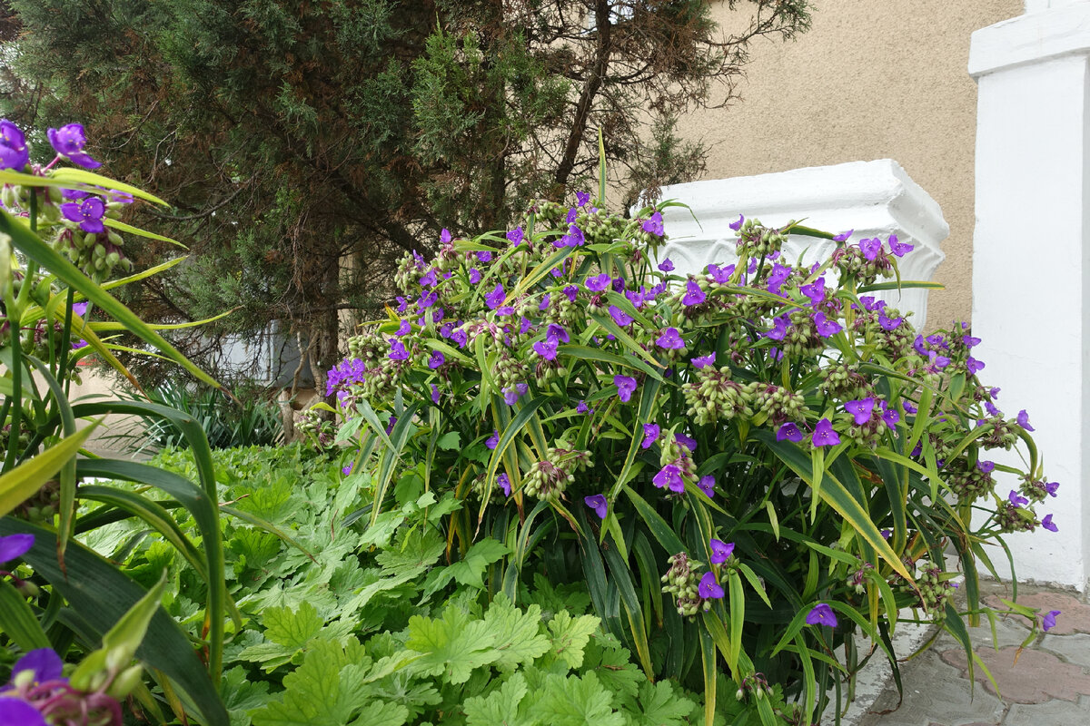 Растения, которые способны «вытянуть» цветник | Home and garden | Дзен