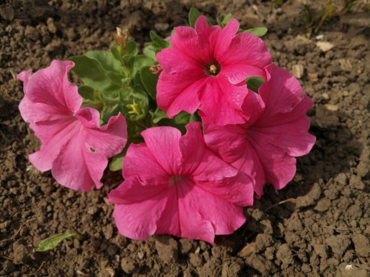 Это те петунии которые мама купила, цветут и радуют нас🤗