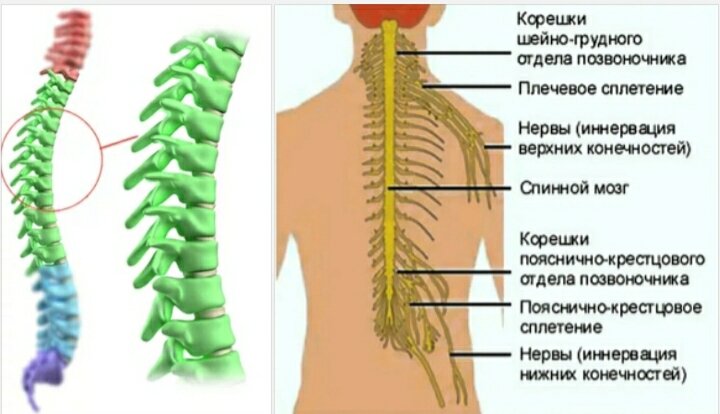 Боли в шейном отделе позвоночника и верхних конечностях