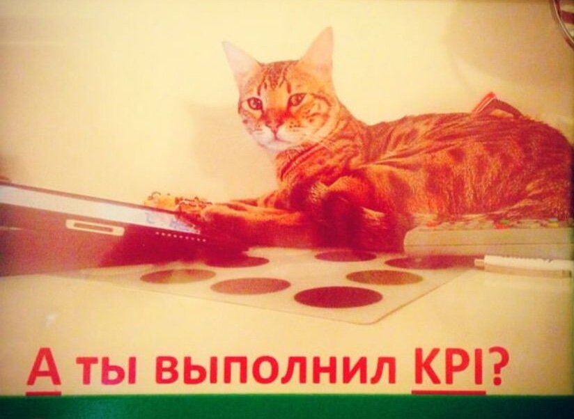 Сохранилось это архивное фото. Предоставлено хозяйкой кота и публикуется с любезного согласия