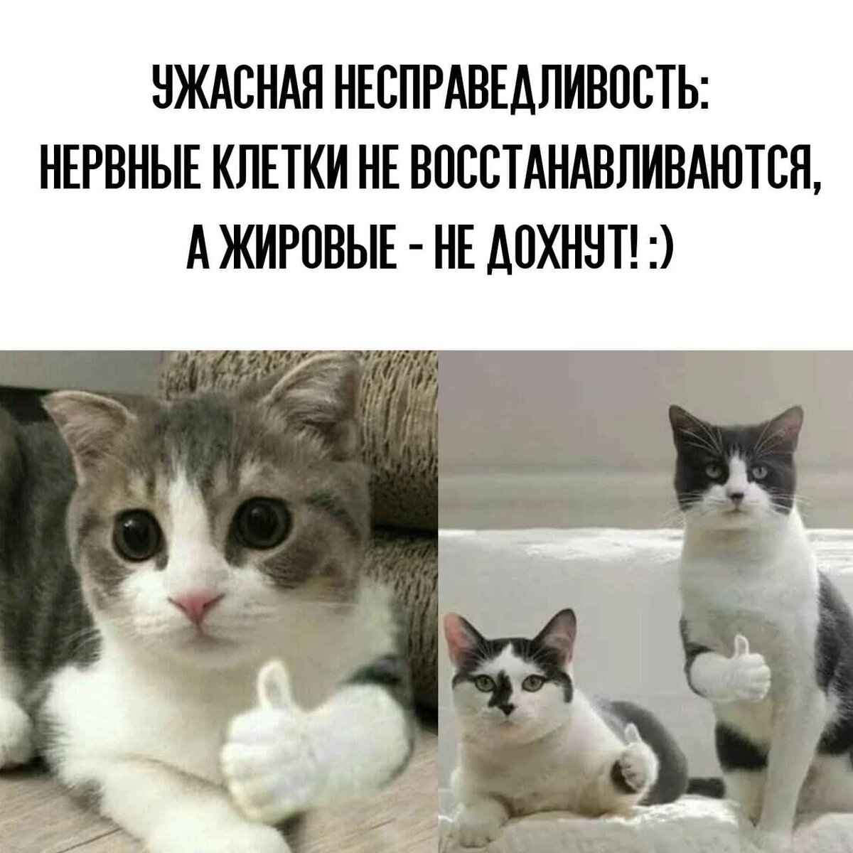 Жиза