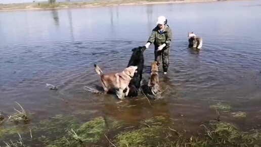 Лисёнок влился в весёлую компанию. Все 5 собак его приняли