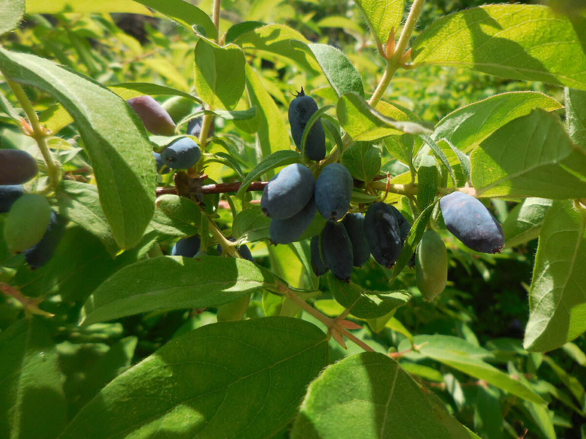 Жимолость Лазурная