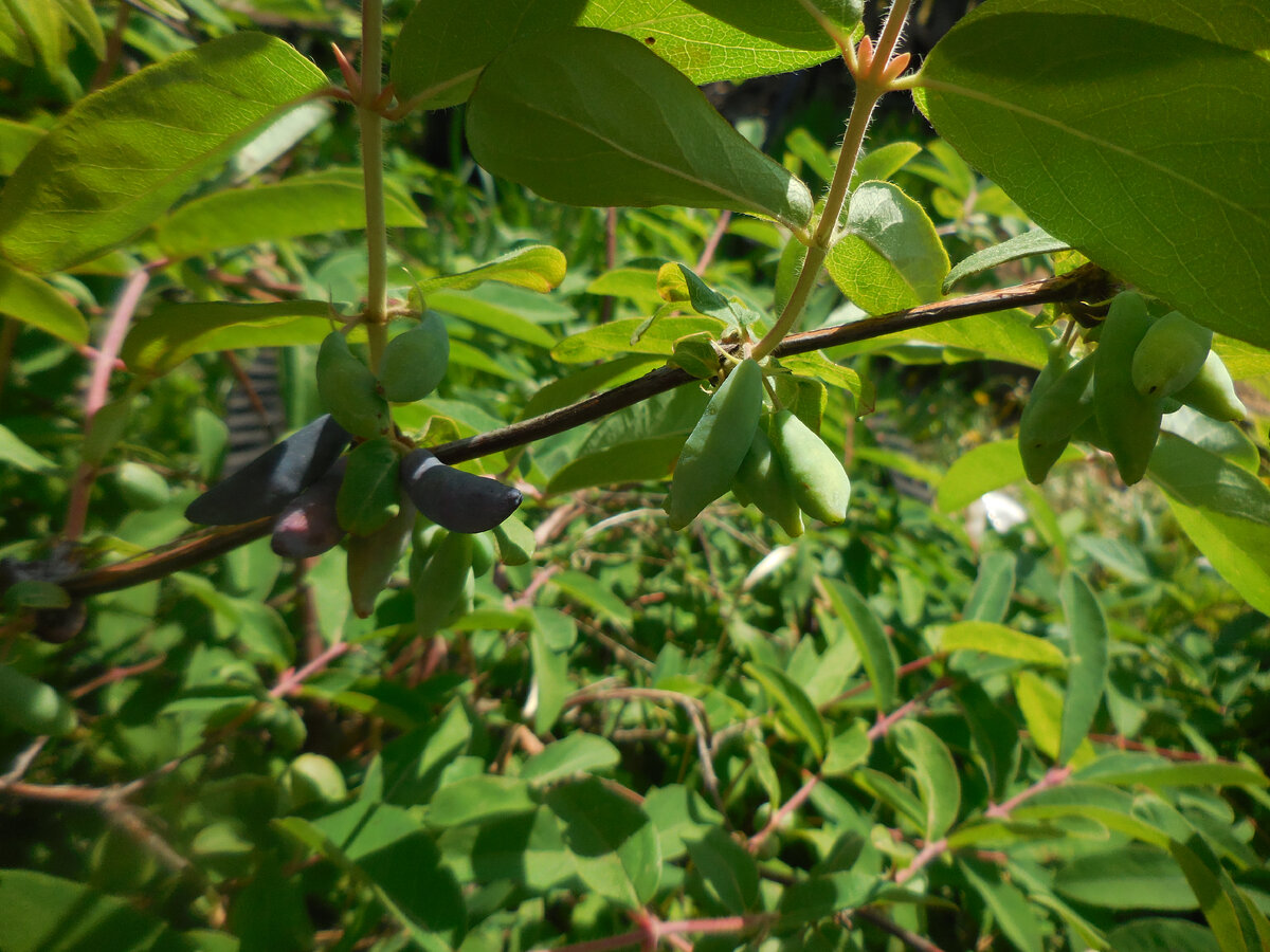 Жимолость Голубое Веретено
