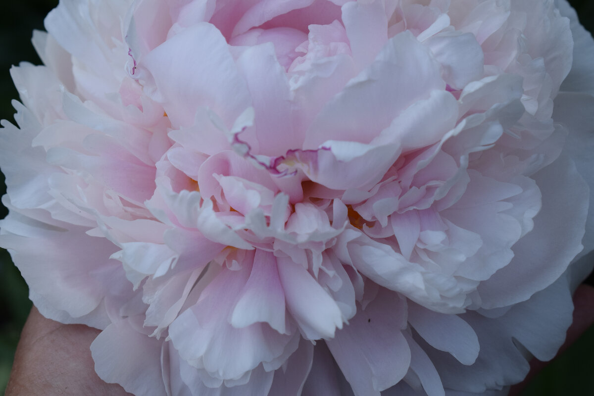 очень красивый цветок у этого пиона(фото автора)