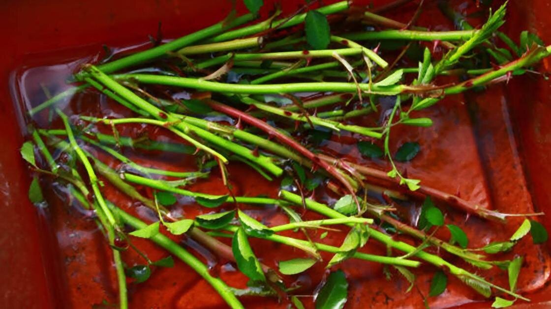    Черенки роз лежат в емкости с водой:iStockPhoto