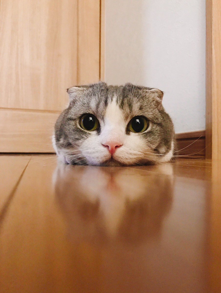 Картинка кто котика обидел