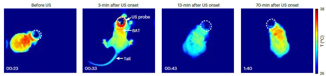   Hong Chen et al. / Nature Metabolism, 2023