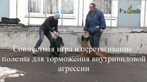 Воспитание собак, превентивная работа на торможение внутривидовой агрессии