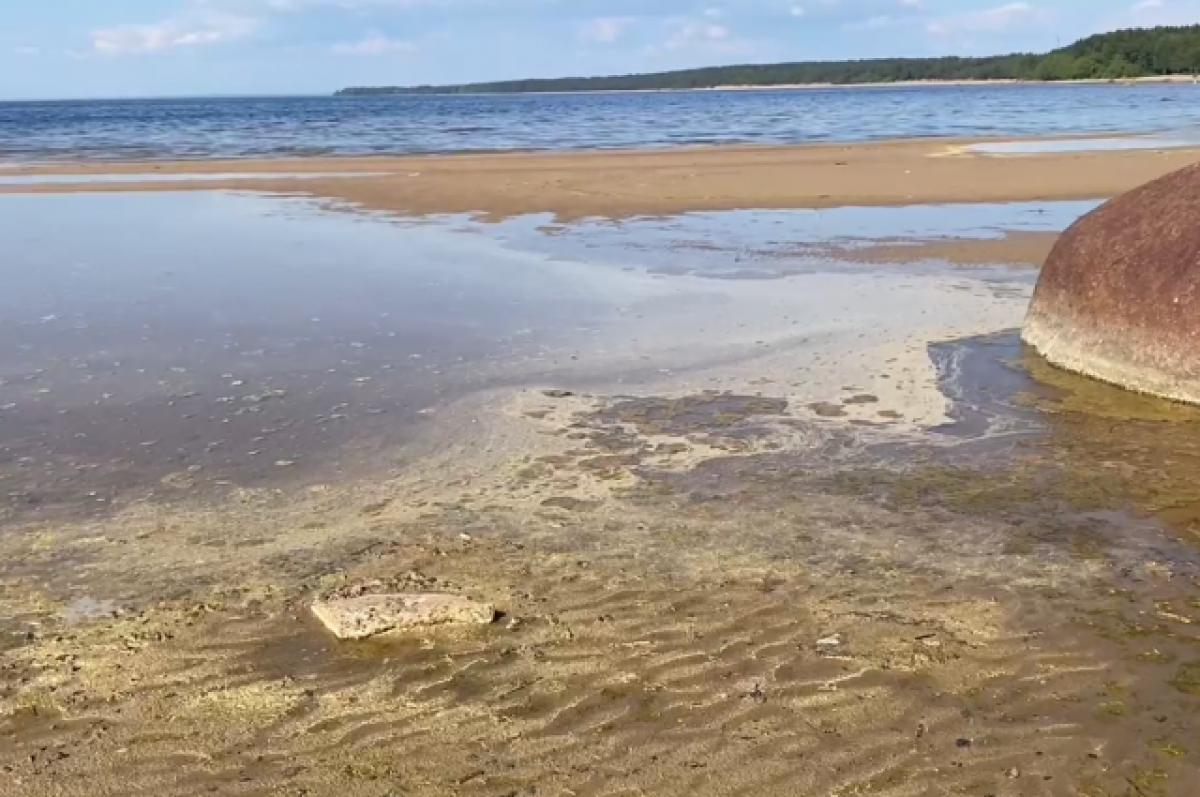    Откуда жёлтый налёт на берегу Финского залива, объяснили в Росприроднадзоре