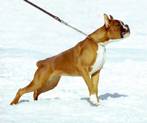 Немецкий боксёр Айвенго Лея! 