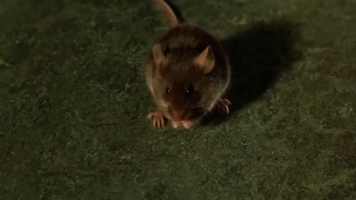 «Зелёная миля» - очень сильная картина и, возможно, самая достойная экранизация произведений Стивена Кинга (по крайней мере, сам Король ужасов считает именно так).-11