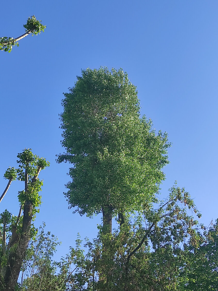 А это в парке на Бауманской