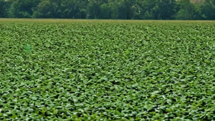    Как понять соевые клубеньки после применения инокулянта