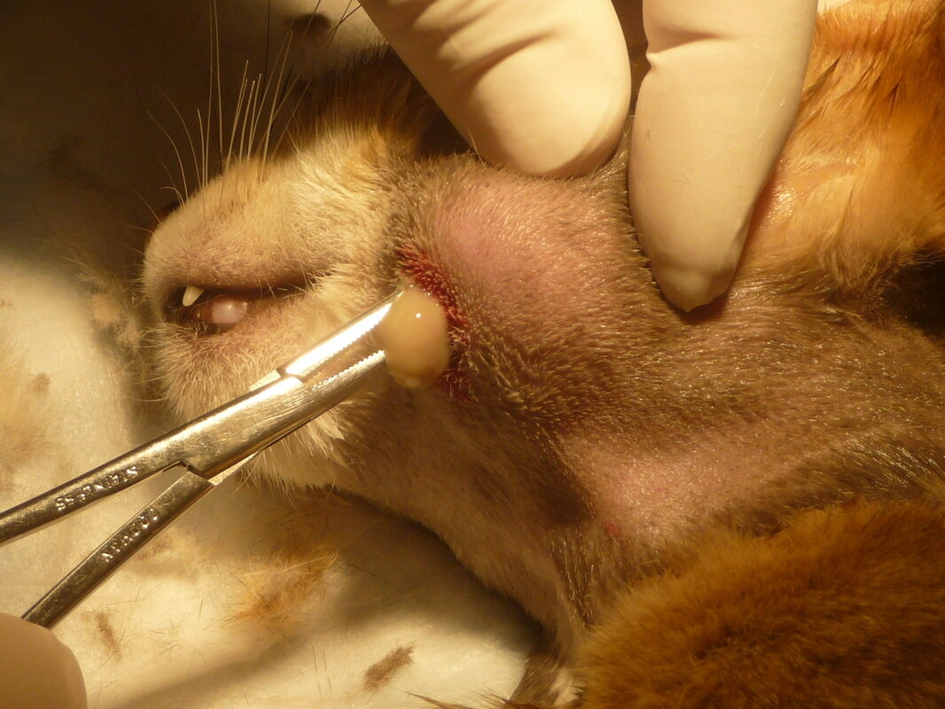 Симптомы отодектоза и диагностика. Почему появляется ушной клещ у кошек?