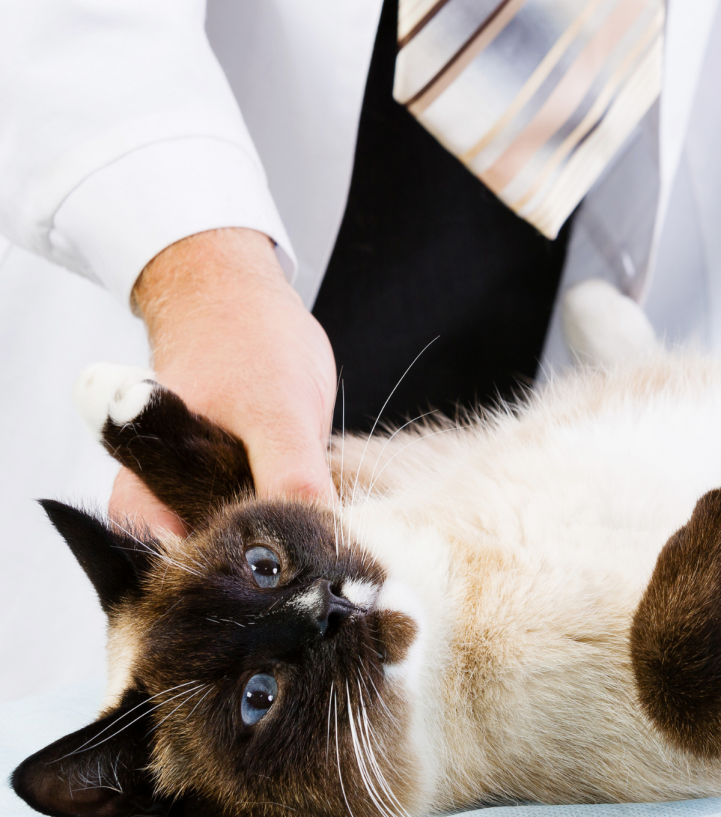 Гингивит у кошек и собак: причины, виды, симптомы, диагностика и лечение заболевания