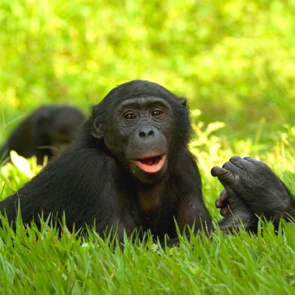 Бонобо