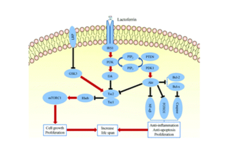 Сигнальные каскады, запускаемые лактоферрином из оригинальной статьи