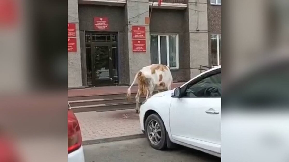     В Черногорске корова справила нужду прямо у входа в мэрию. Видео уже успело разлететься по соцсетям — кто-то даже шутит, что это спланированная коровой акция протеста.